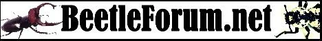 Forums - BeetleForum.net