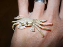 GhostCrab.jpg