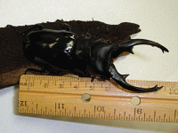 StagBeetle_10-06.gif