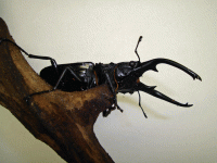 StagBeetle_10-07.gif