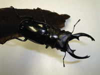 StagBeetle_10-08.gif