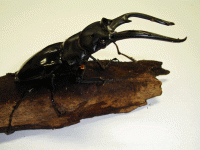 StagBeetle_10-09.gif