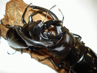 StagBeetle_10-19.gif