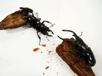 StagBeetle_10-20.gif