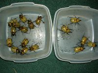 Picture 126small.jpg