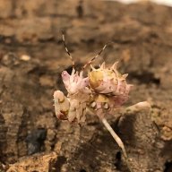 The Mantis Menagerie