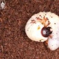 Dynastes TItyus hunter