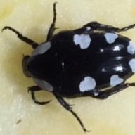 BeetlebreederGermany