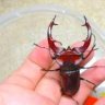 Lucanus