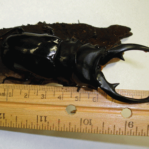 StagBeetle_10-06.gif