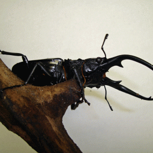StagBeetle_10-07.gif