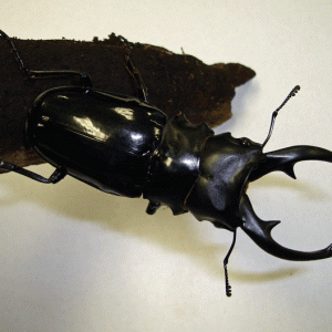 StagBeetle_10-08.gif