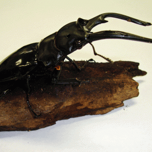StagBeetle_10-09.gif