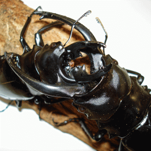 StagBeetle_10-19.gif