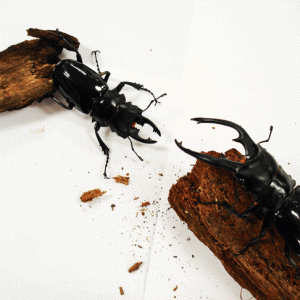 StagBeetle_10-20.gif