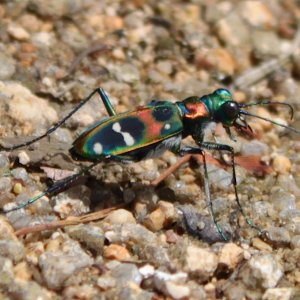 cicindela japonica low res.jpg