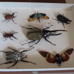 IMG_0062 (1024x768).jpg