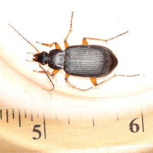 Ground_beetle_2.JPG