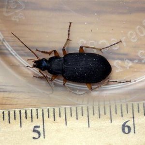 Ground_beetle_1.JPG