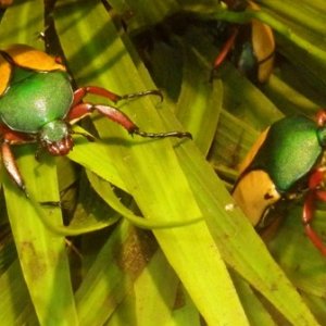 jade headed Buff beet.jpg