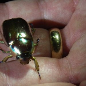 golld beetle 2.jpg