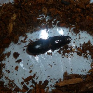 P1020980 - small.jpg