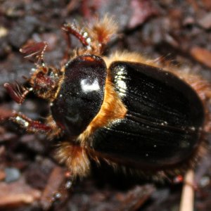 Pleocoma dubitabilis male.jpg