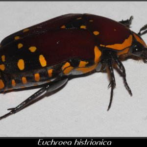 IMG_04786_Euchroea histrionica.jpg