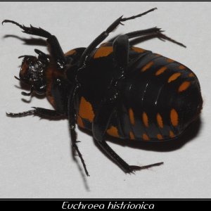 IMG_04784_Euchroea histrionica.jpg