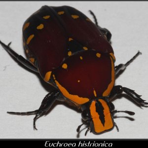 IMG_04790_Euchroea histrionica.jpg