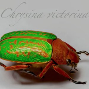 Chrysina .jpg