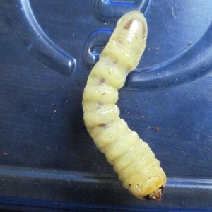 Unknown Larvae.jpg