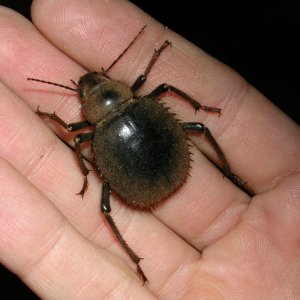 GiantTenebrionid.jpg