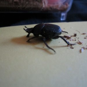 Media 'IMG_2344.jpg' in category 'Beetle Photos'