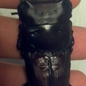 Screen Shot 2014-08-01 at á„‹á…©á„’á…® 2.31.09.png