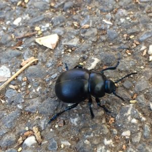 FullSizeRender (1).jpg