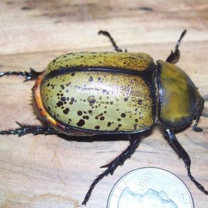 9-13-15 D.tityus002.jpg