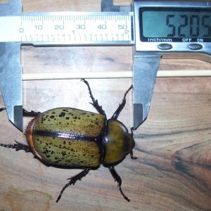 9-13-15 D.tityus001a.jpg