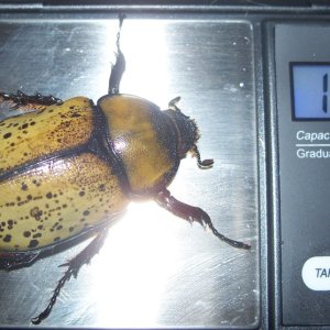 9-13-15 D.tityus003.jpg