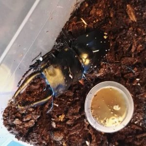 Odontolabis stevensi.jpg