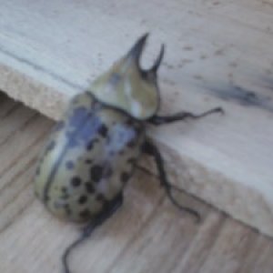 Eastern_hercules_beetle_in_Mt._Home_Arkansas.jpg