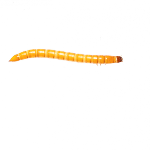 Screen Shot 2018-01-20 at 8.54.05 AM.png