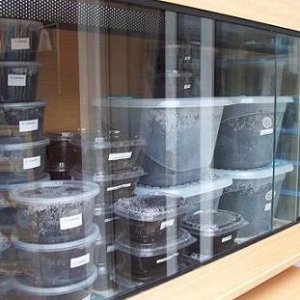 Media 'grub_tubs.jpg' in category 'Beetle Photos'