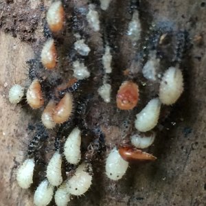 Screen Shot 2018-09-08 at 5.17.52 PM copy.jpg