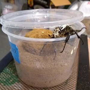 Media 'goliathus-female.jpg' in category 'Beetle Photos'