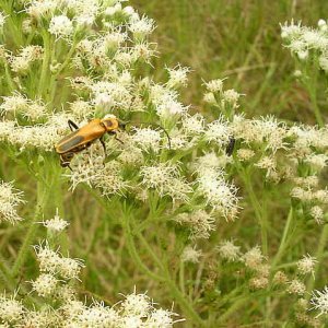 SoldierBeetle.jpg