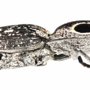 35176883456_d668c8acaa_o copy.jpg