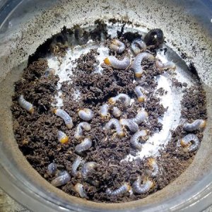 Media 'Pelidnota_punctata.jpg' in category 'Beetle Photos'