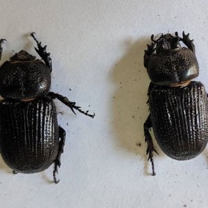 Male and Female Triceratops Beetles No Name.jpg