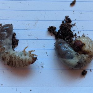 Beetle Larvae.jpg